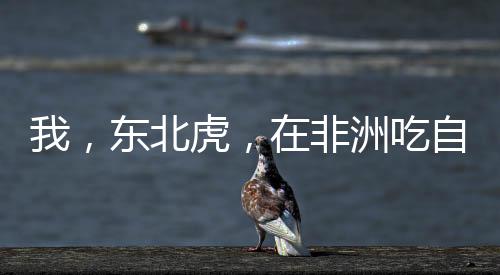 《夫人她马甲又轰动全城了》全文在线阅读
